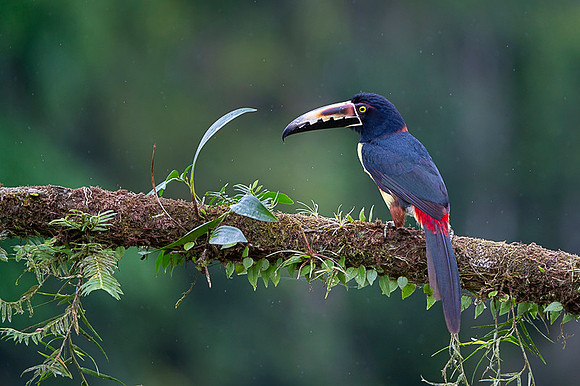 Collared Aracari