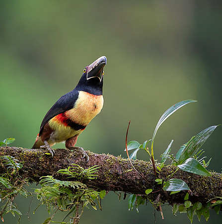 Collared Aracari
