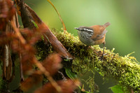 Gray-breased Wood Wren