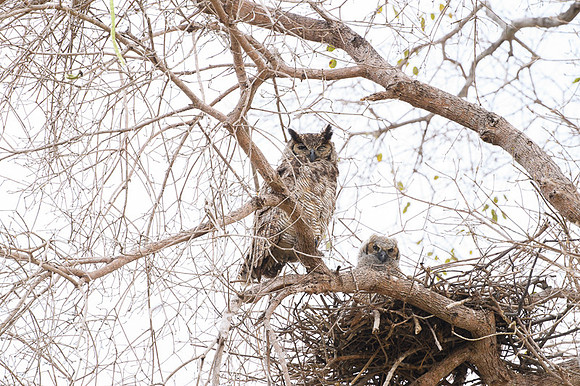 Great Horned Owl