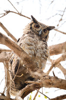 Great Horned Owl