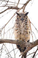 Great Horned Owl