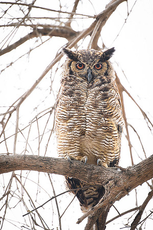 Great Horned Owl