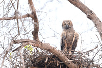 Great Horned Owl