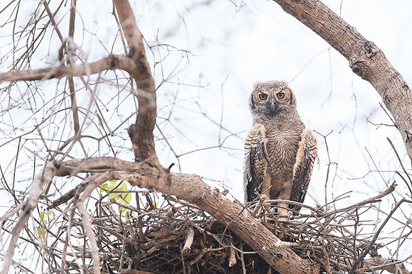 Great Horned Owl