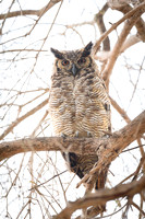 Great Horned Owl