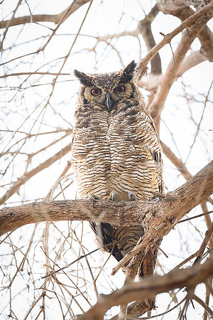 Great Horned Owl