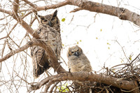 Great Horned Owl
