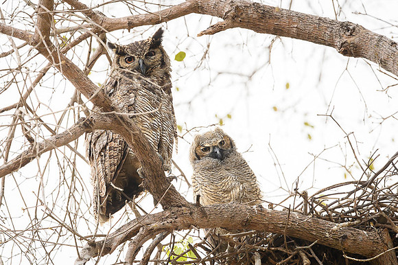 Great Horned Owl