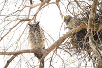 Great Horned Owl