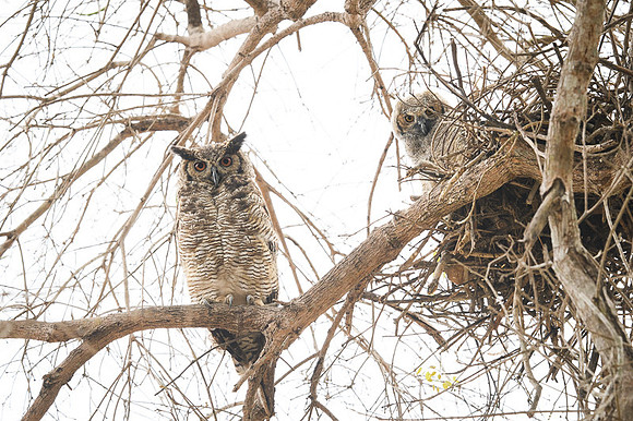 Great Horned Owl