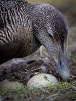 Common Eider