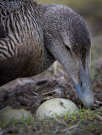 Common Eider