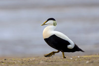 Common Eider