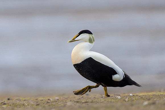 Common Eider