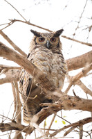 Great Horned Owl