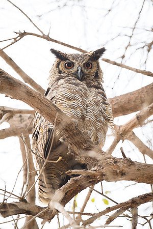 Great Horned Owl