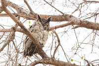 Great Horned Owl
