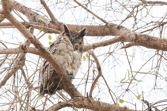 Great Horned Owl
