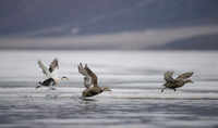 Common Eider