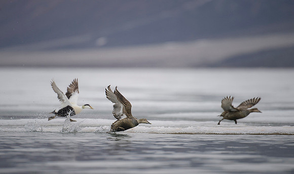 Common Eider