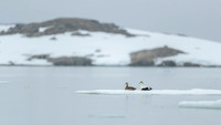 Common Eider