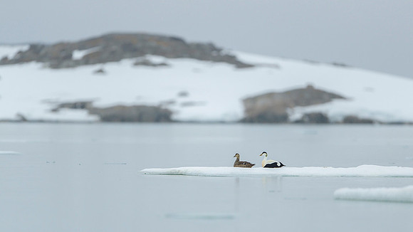 Common Eider