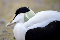 Common Eider
