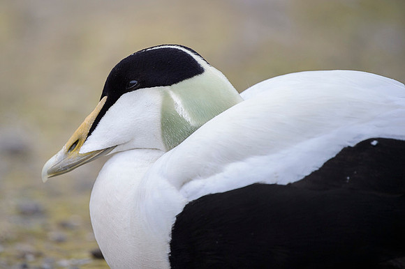 Common Eider