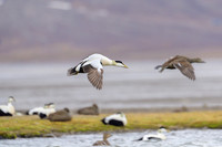 Common Eider