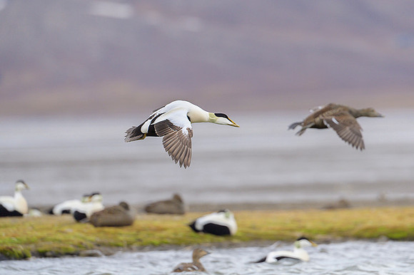 Common Eider