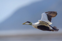 Common Eider
