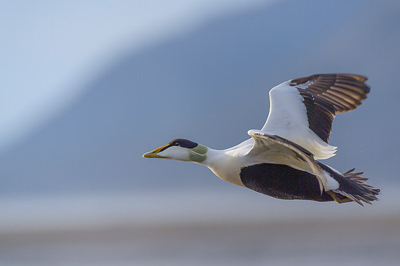 Common Eider