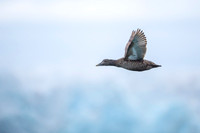 Common Eider