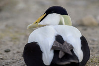 Common Eider