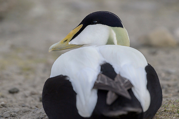 Common Eider
