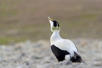 Common Eider