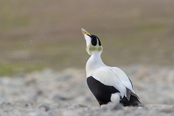 Common Eider