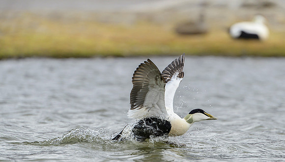 Common Eider