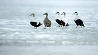 Common Eider