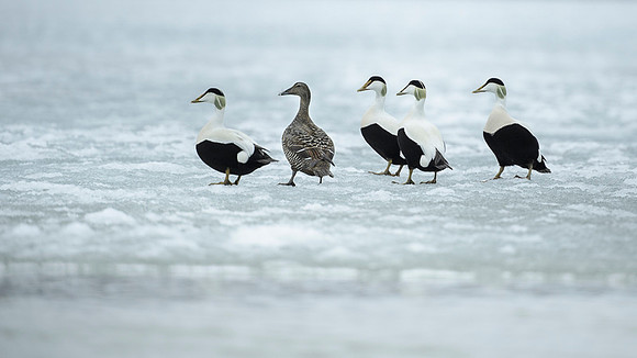 Common Eider