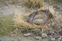 Common Eider