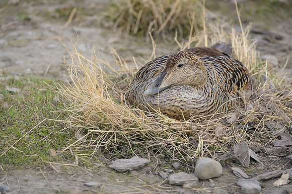 Common Eider