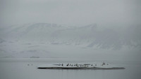 Common Eider