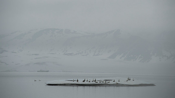 Common Eider