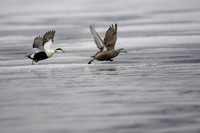 Common Eider