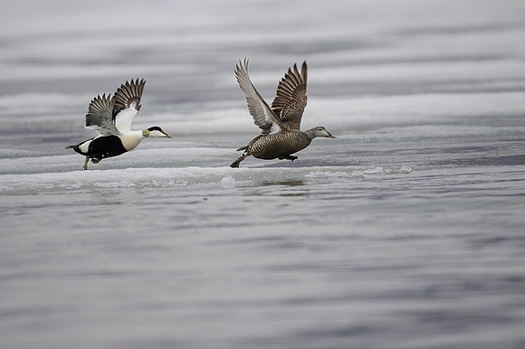 Common Eider