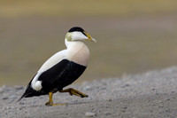 Common Eider