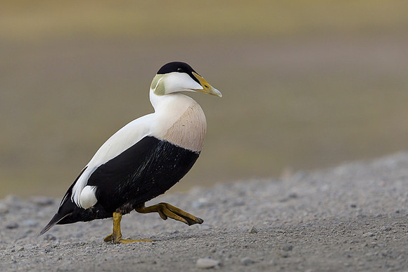 Common Eider