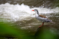 Torrent Duck